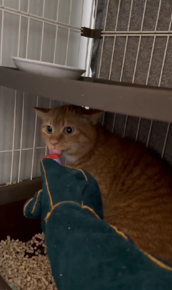 おやつを食べる猫