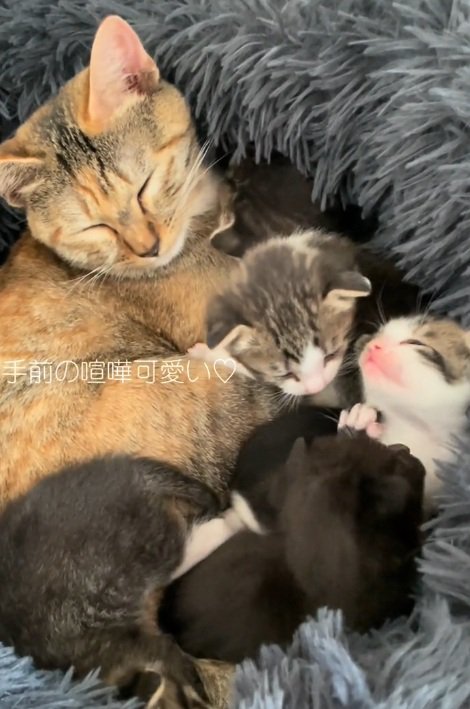 団子になって眠る猫達