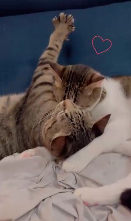 寝ている2匹の猫