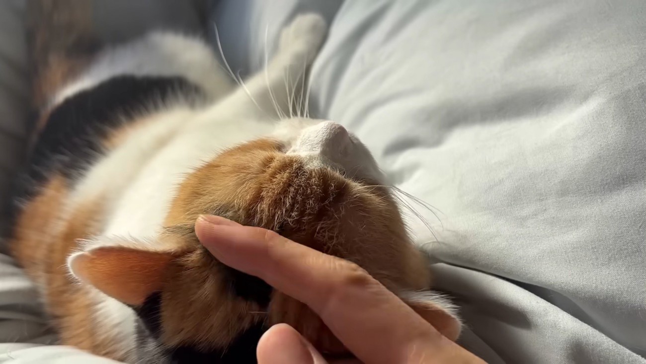 撫でてあげている姿