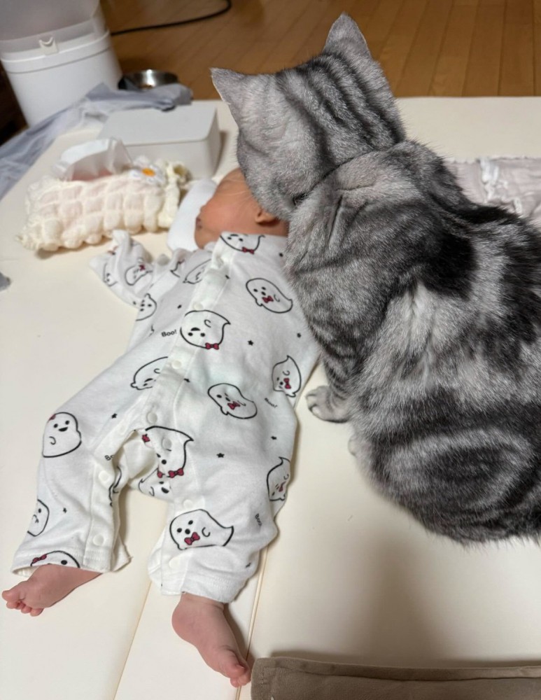 さらに距離が近づく猫