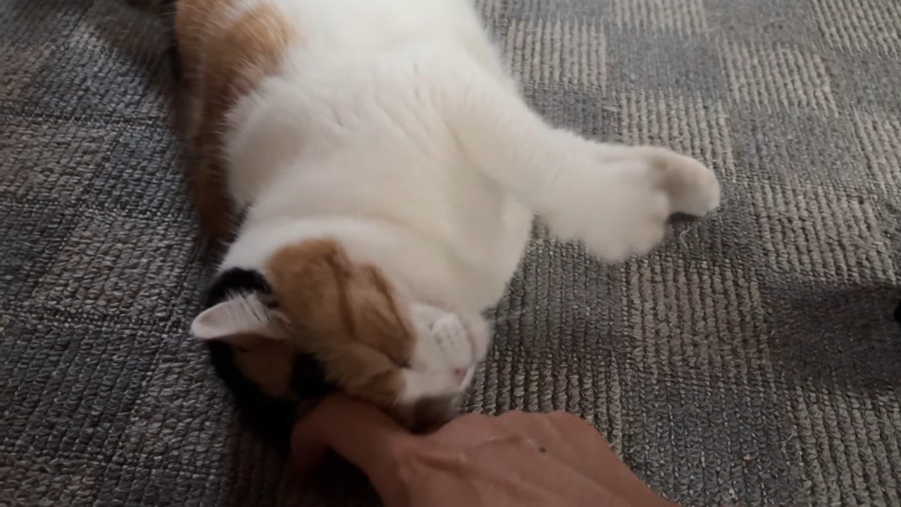 床でゴロン