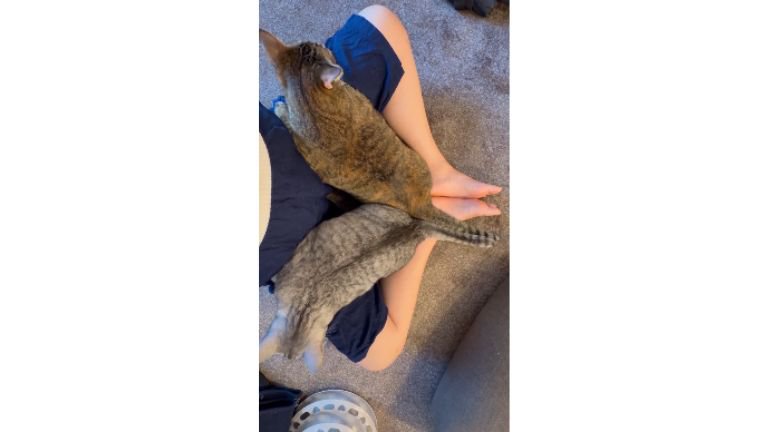 膝に乗る猫たち