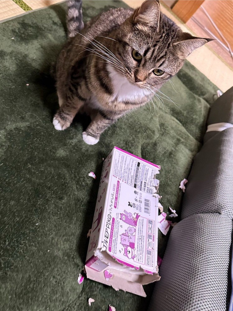 ズタボロのティッシュ箱の横に座る猫