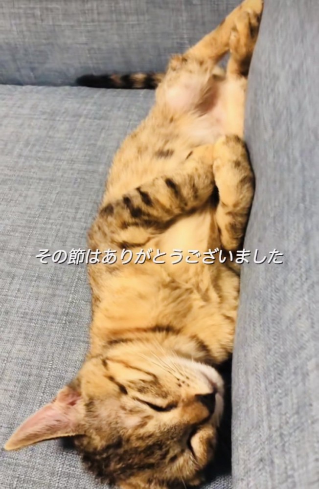 ソファで眠る保護猫