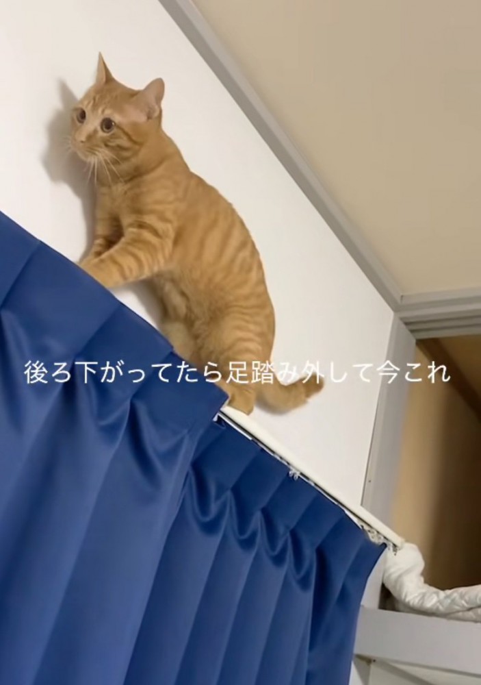 正面を向く猫