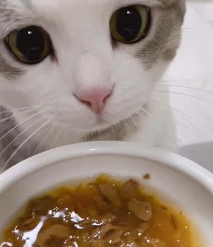 ご飯を見る猫