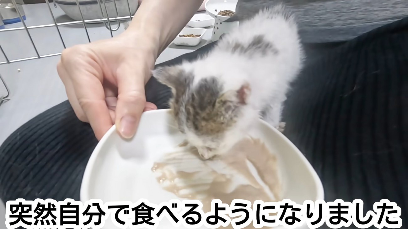 ペーストのごはんを食べる子猫