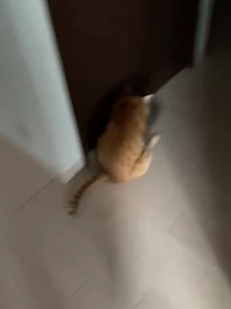 おしり歩きする猫