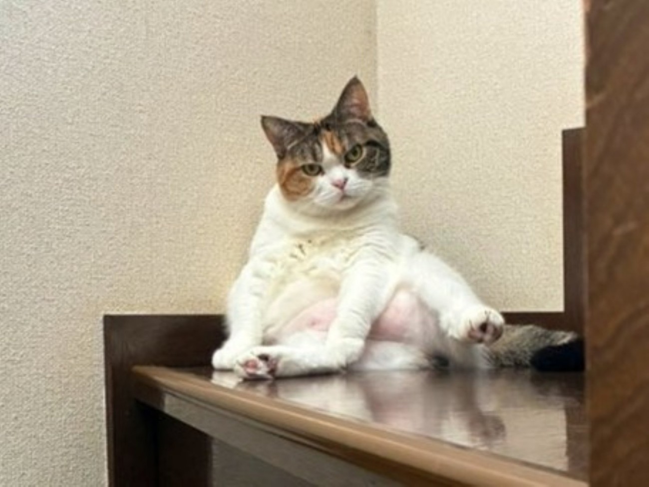 階段でおっさん座りする猫