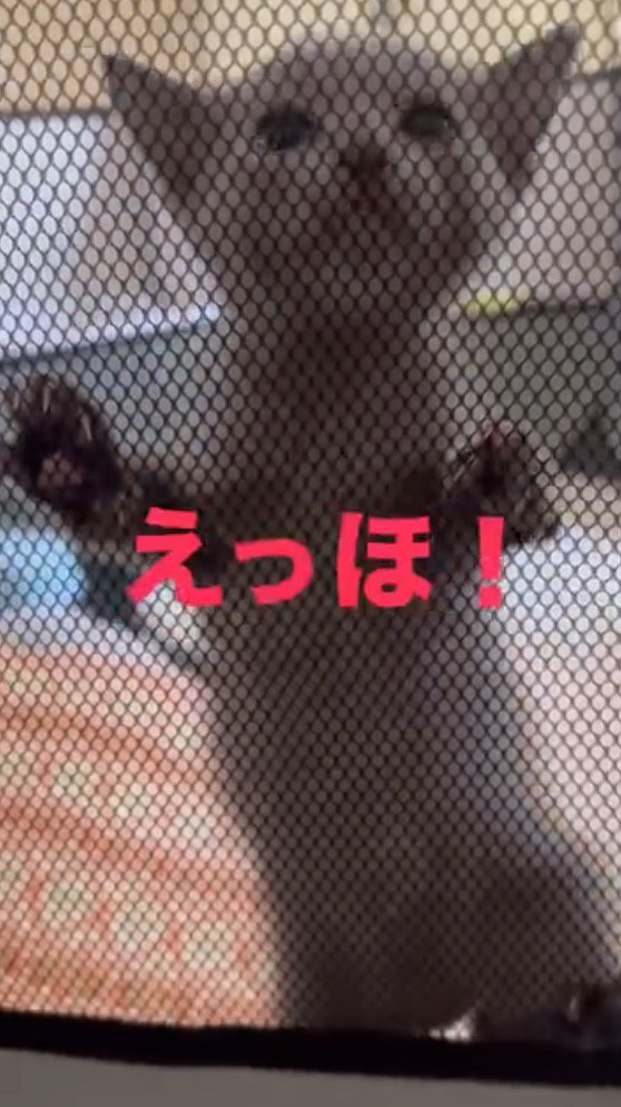 足を器用に動かしてサークルの上の方へ登っていく子猫