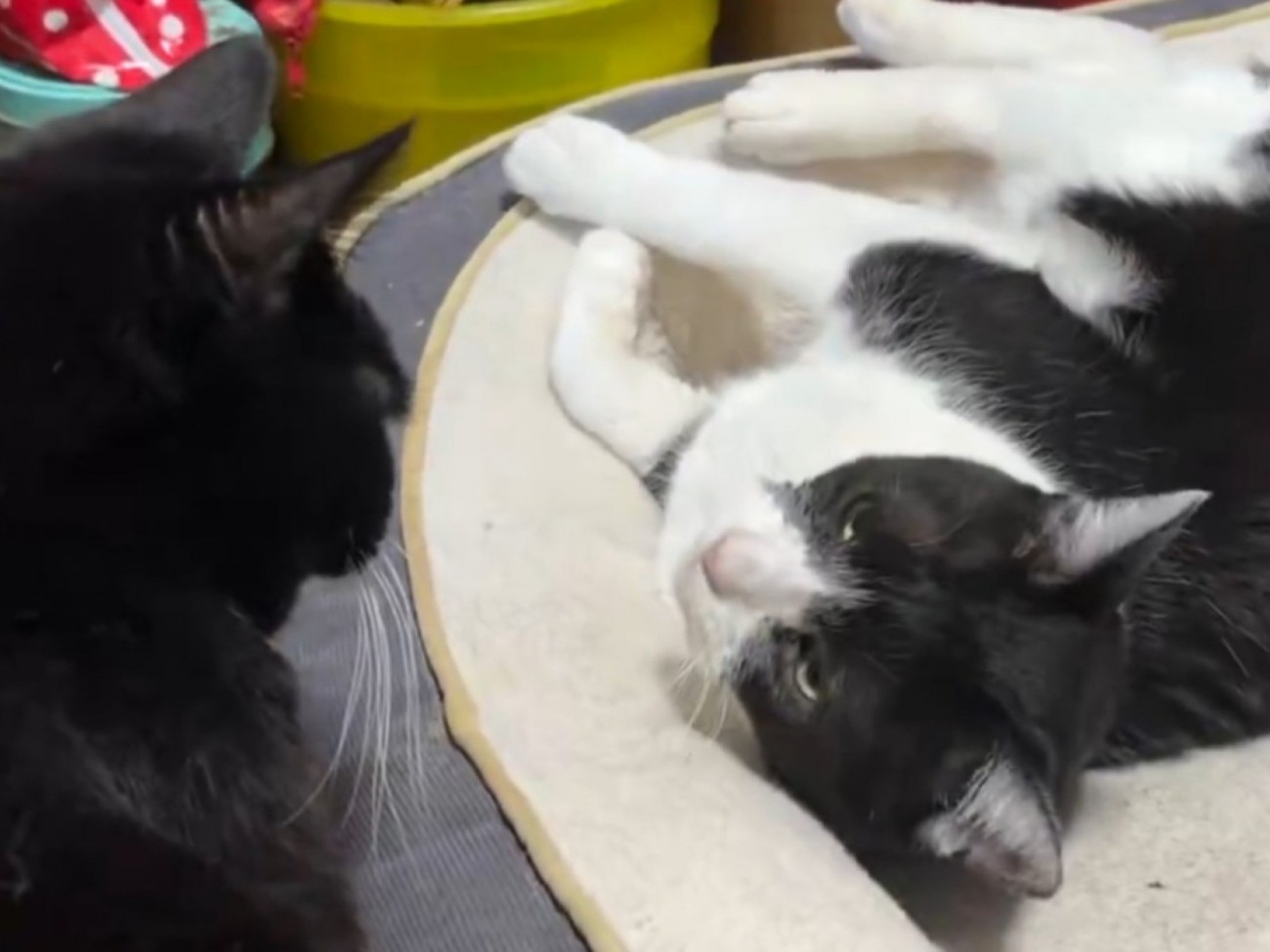 ハッとした表情を浮かべるハチワレ猫のアップ