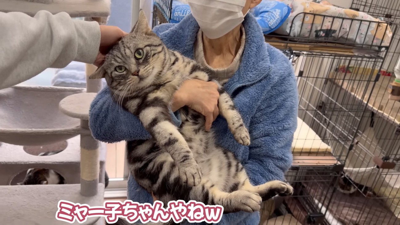 抱っこされなでられる猫