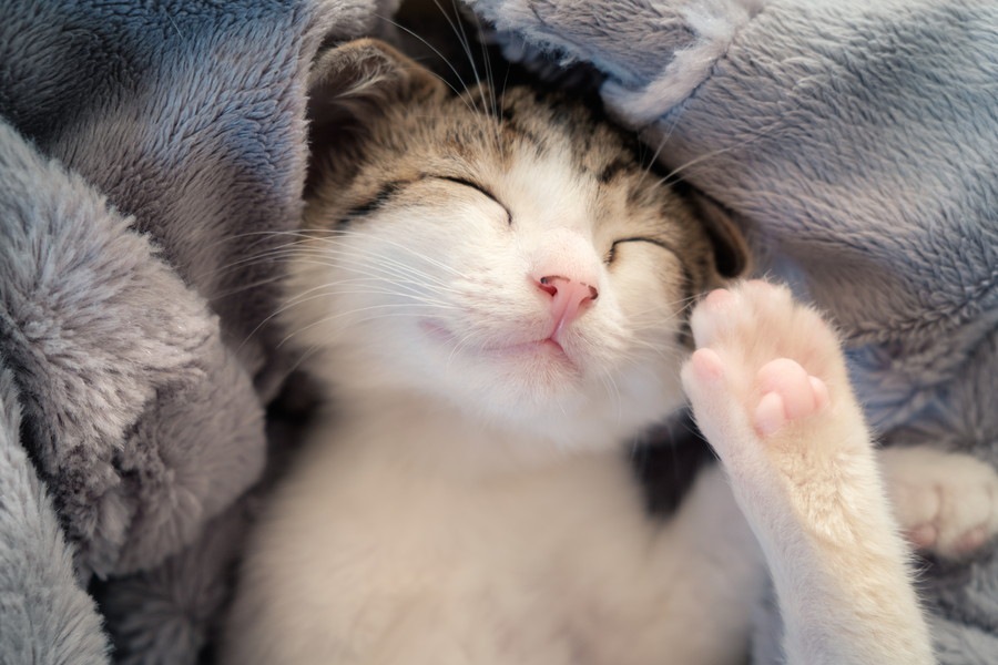 猫が喜ぶ動画とは　オススメ5選をご紹介