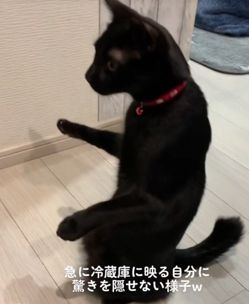 二本足で立つ猫