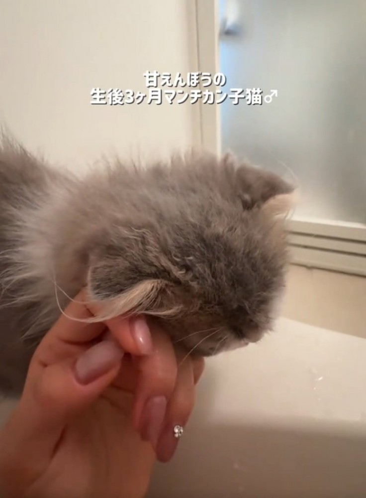 スリスリする猫