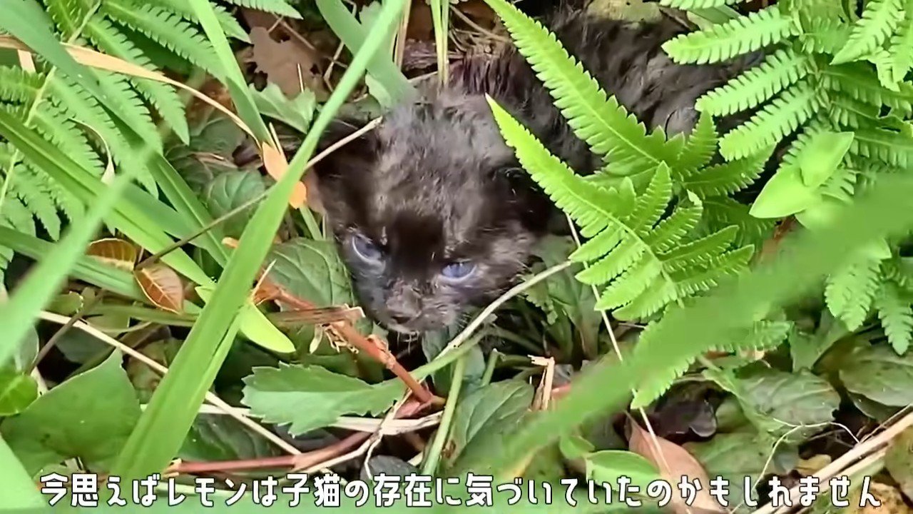 草むらの猫