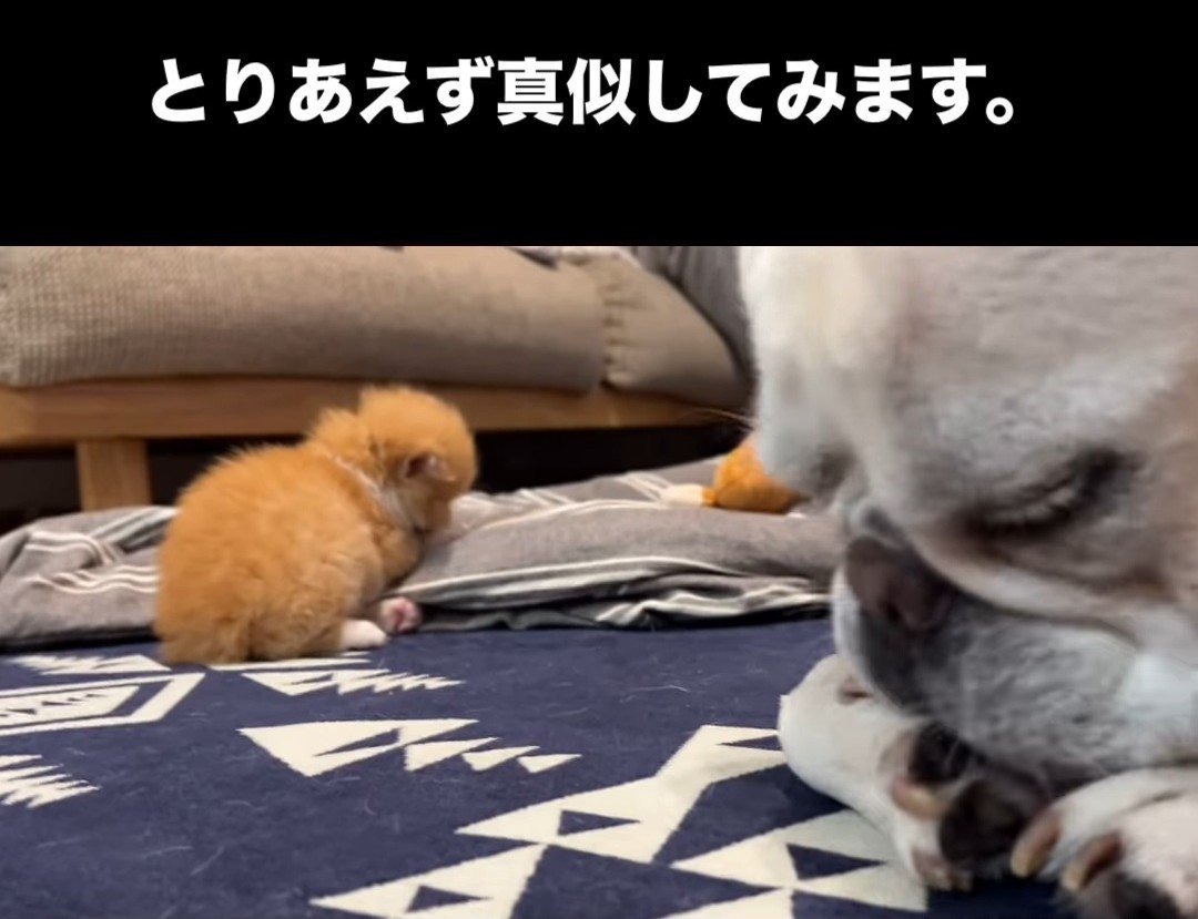 前足をなめる子猫