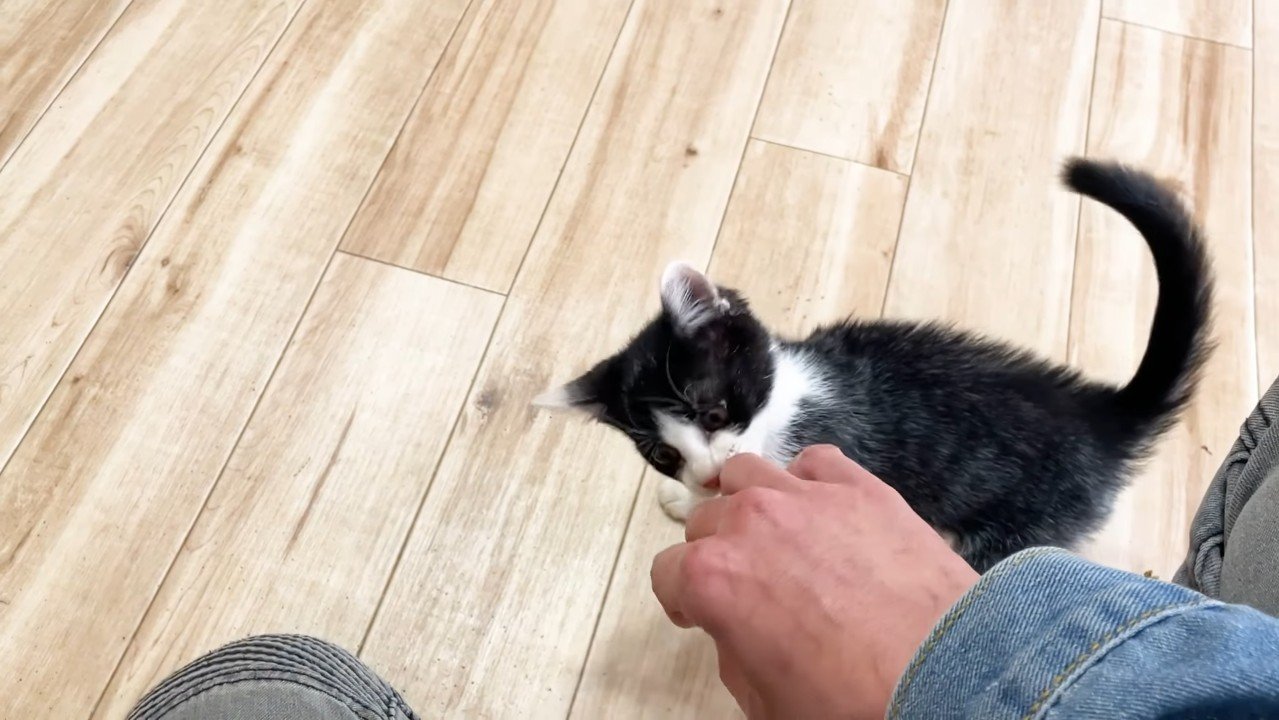 手にじゃれるロアちゃん