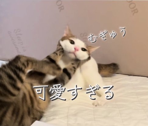 両前足で顔を挟まれているキジ白