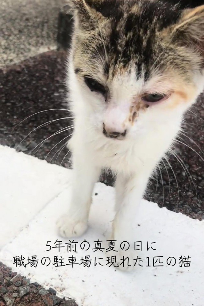 立っている子猫