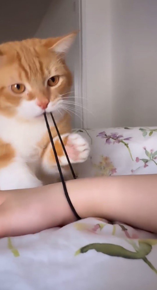 飼い主の腕に付いた髪ゴムを何度も伸ばす猫
