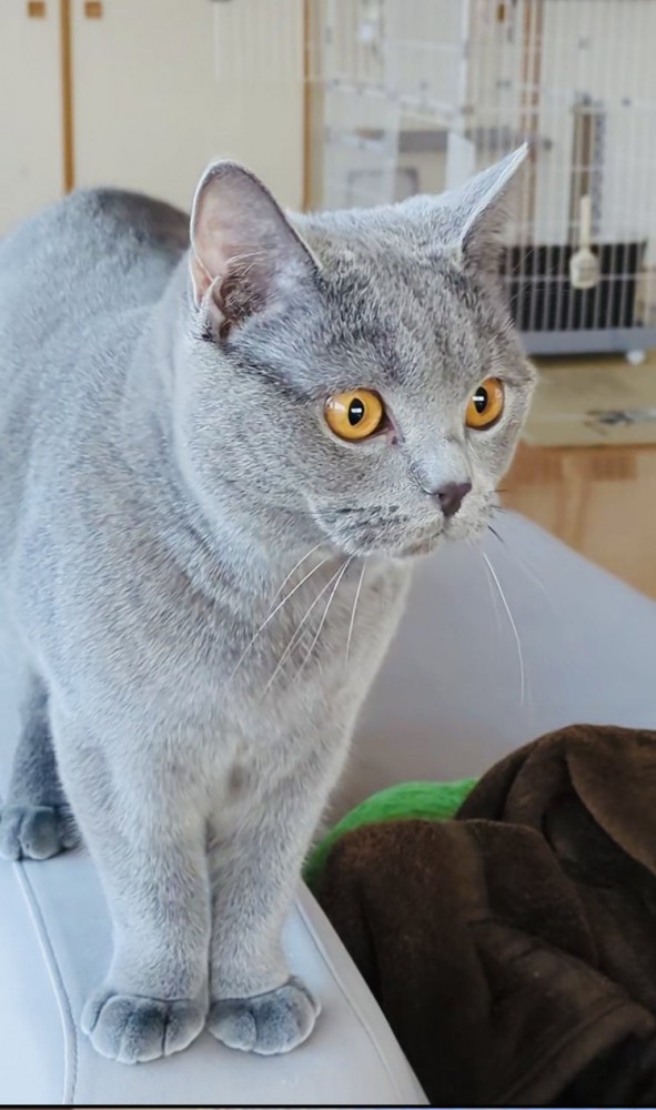 飼い主さんのもとへやってきたブリティッシュショートヘア