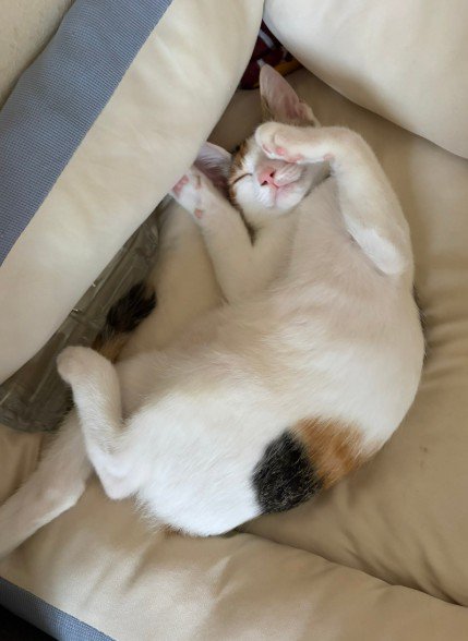生後3カ月の子猫