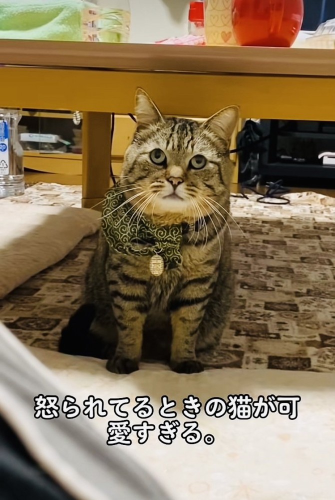 飼い主に叱られるキジトラ猫