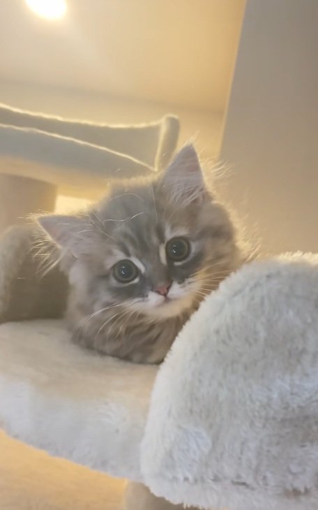 座っているミヌエットの子猫