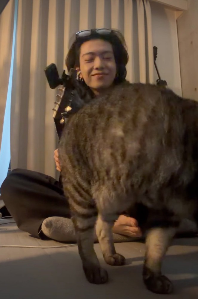 動き出した猫