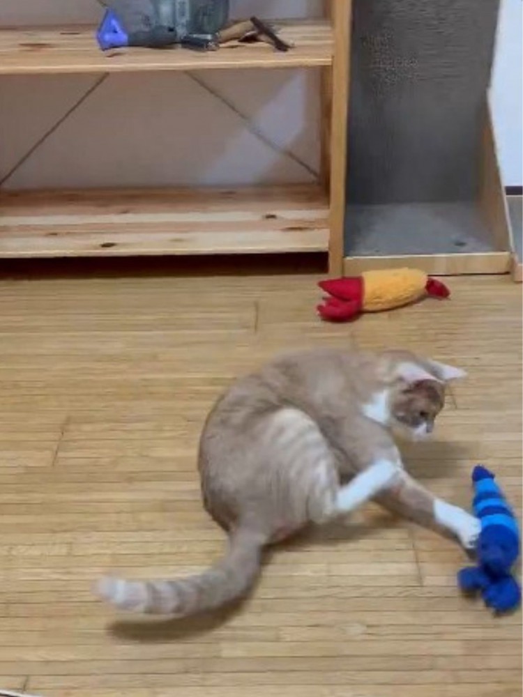 エビのおもちゃと猫