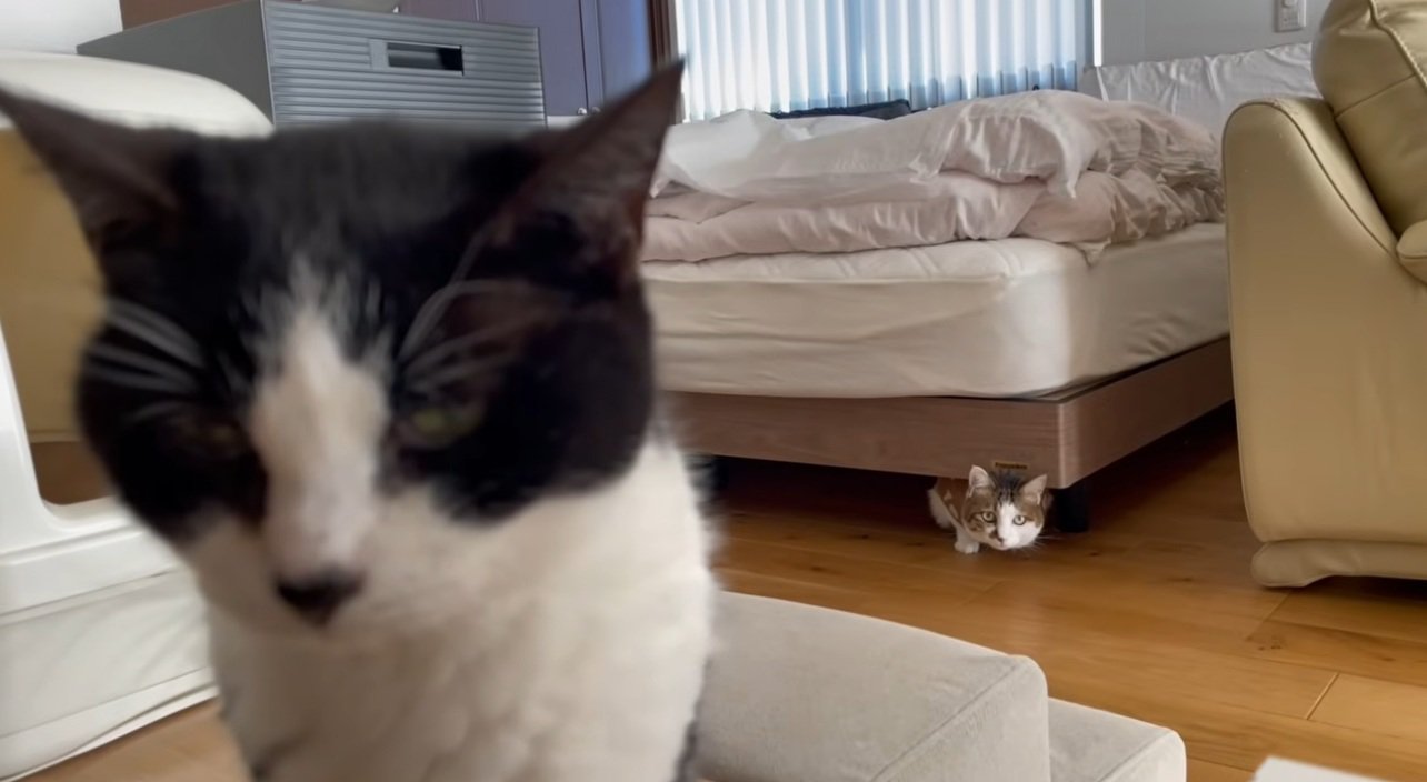 ベッドの下に隠れておやつをみている猫とソファーにいる猫