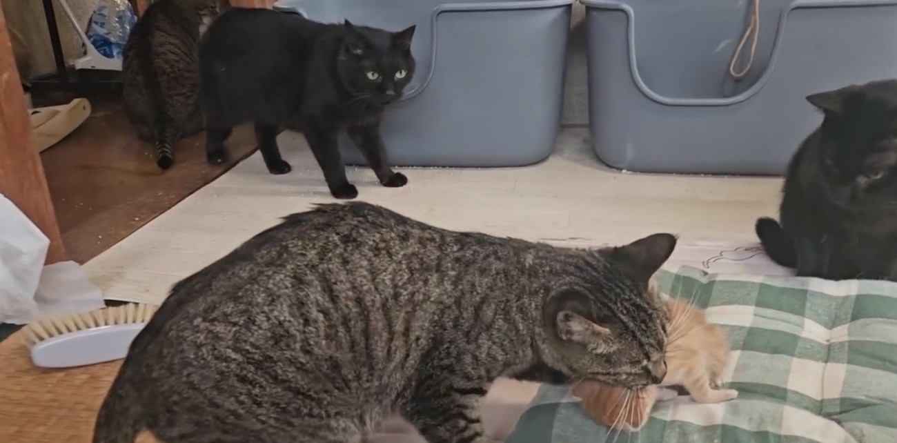 子猫をくわえる猫