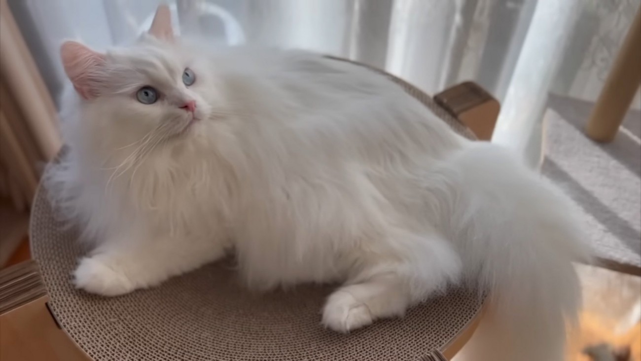 上を見る猫