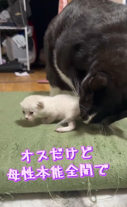 母性本能全開