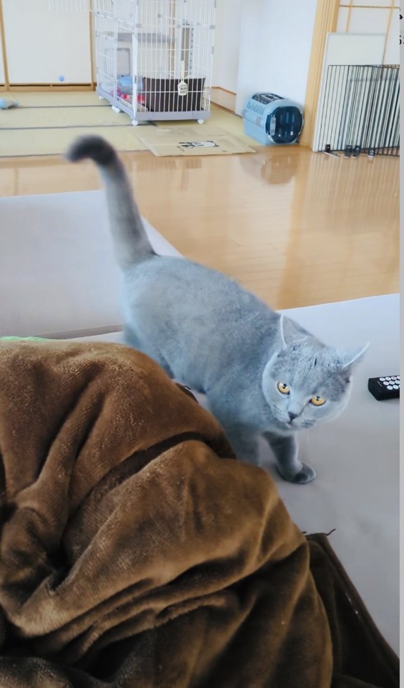 ソファでステップを踏むブリティッシュショートヘア