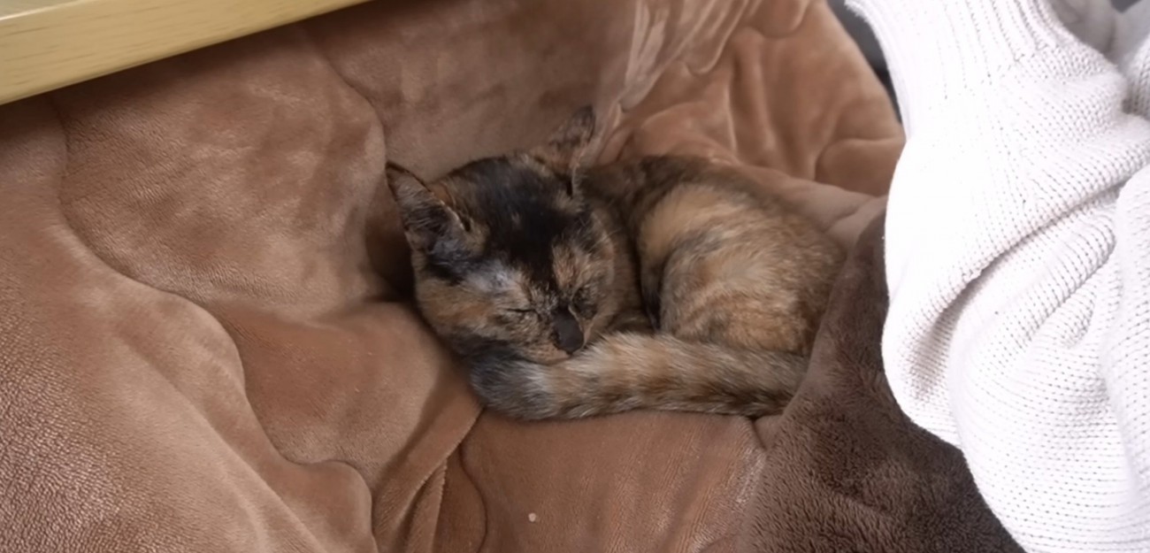 丸くなって寝るサビ猫