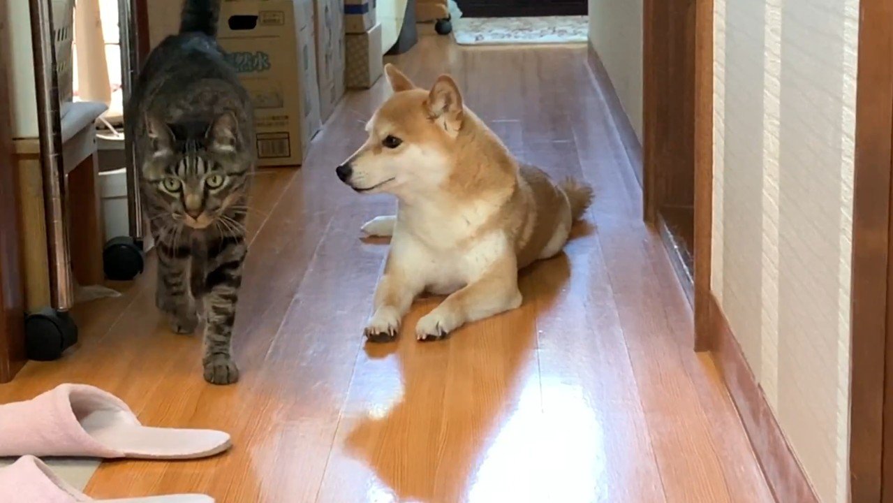 歩いてくるクロくん