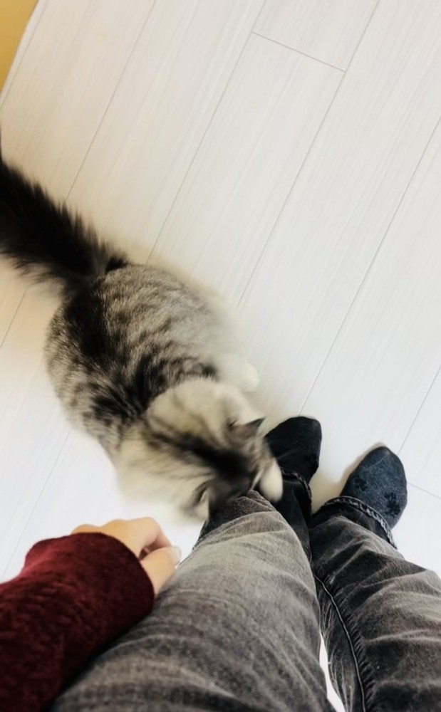 飼い主さんの足に噛み付くサイベリアン