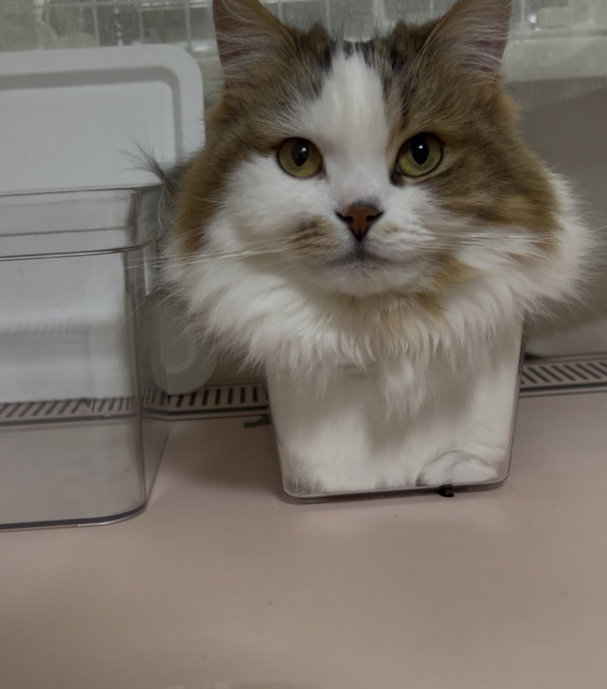 ケースに入った猫