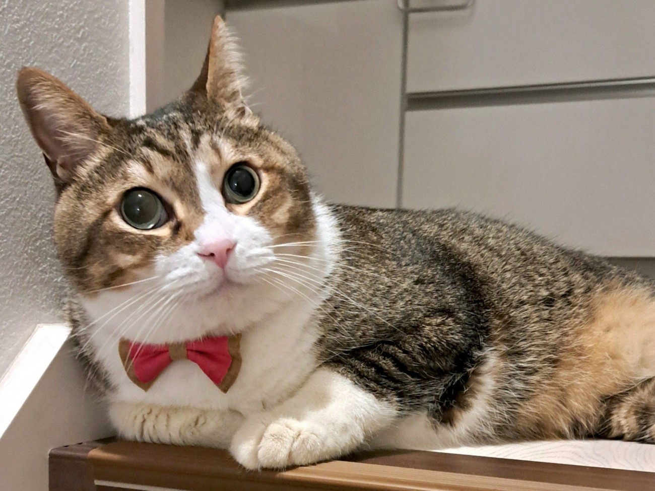 横座りで目をまん丸にして見つめる猫