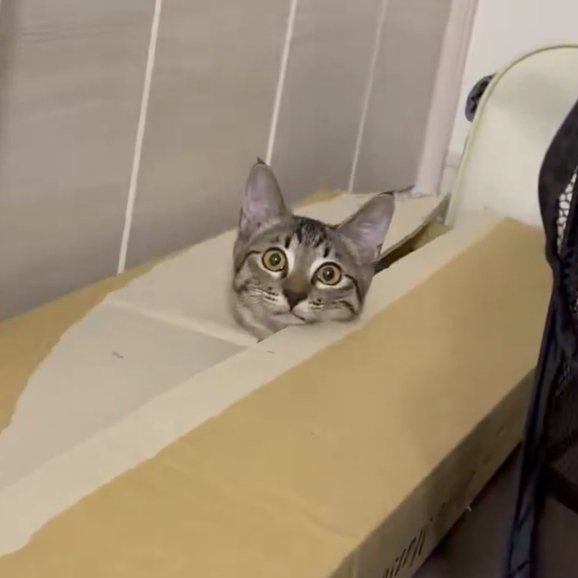 目を見開くくぅちゃん