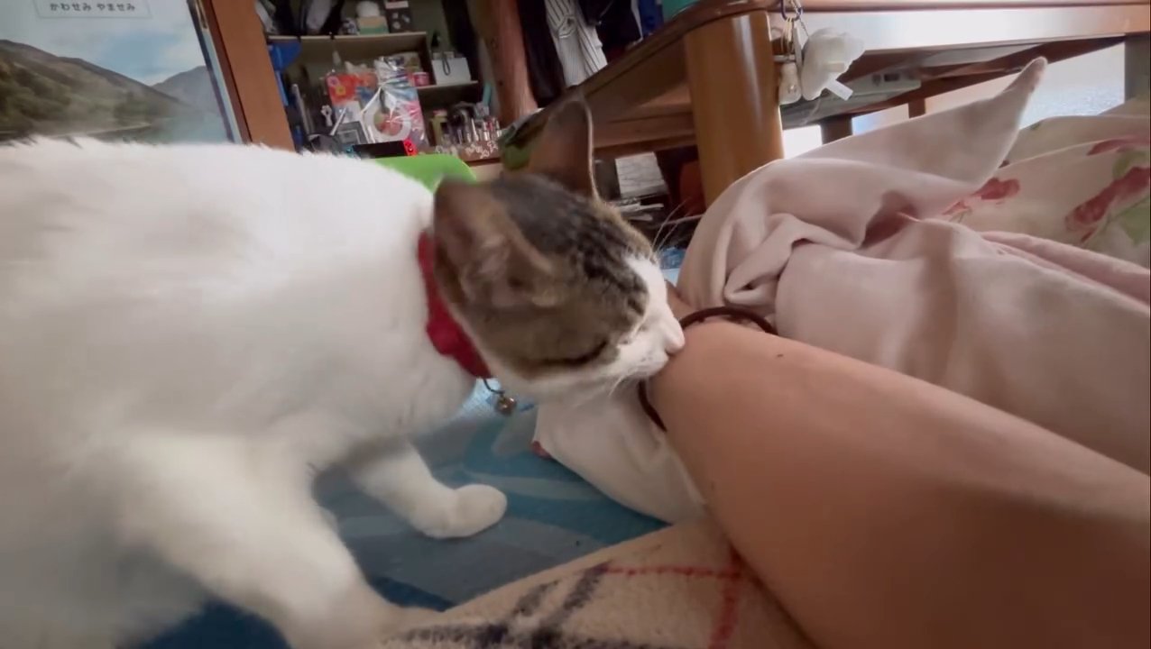 人の腕に近づく猫