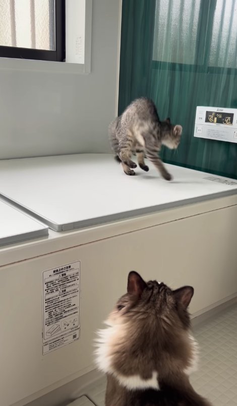 壁に向かってやんのかステップをしている子猫の斜め正面