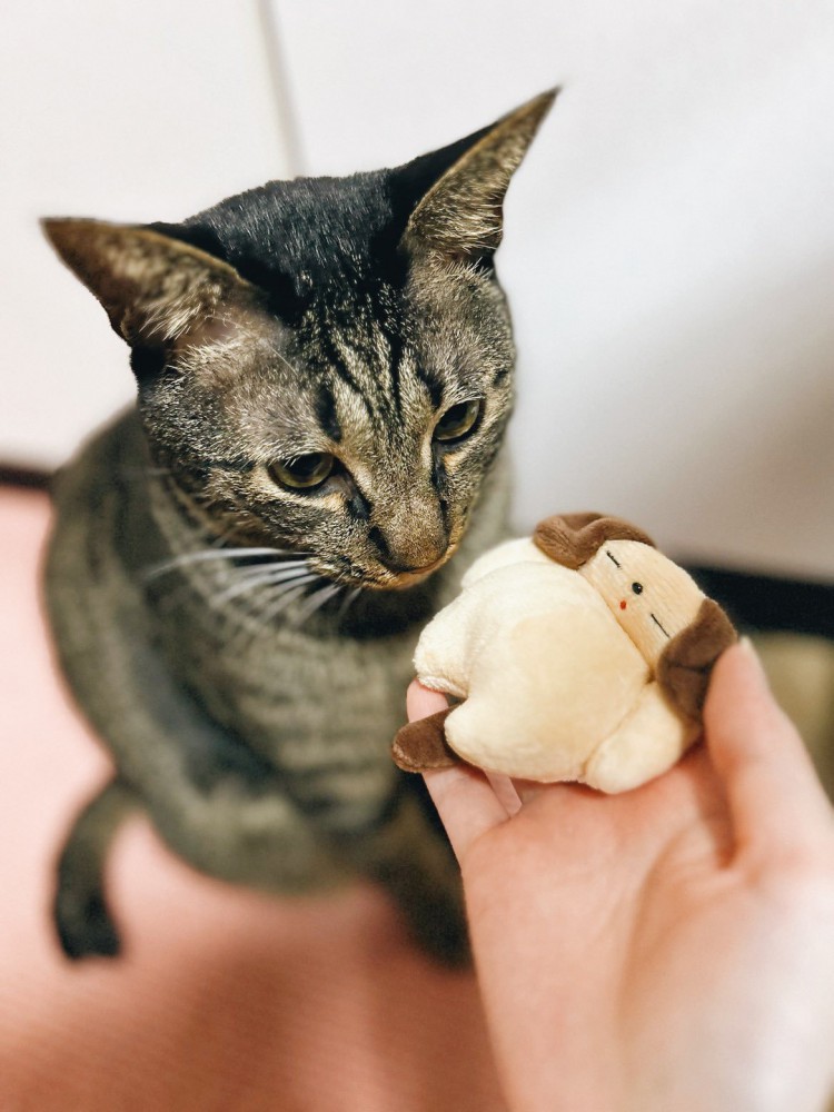 ぬいぐるみを差しだされる猫