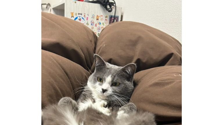 室内にいる猫