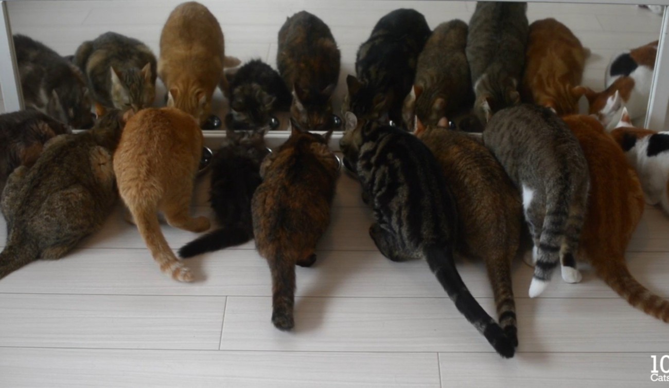 10匹の猫