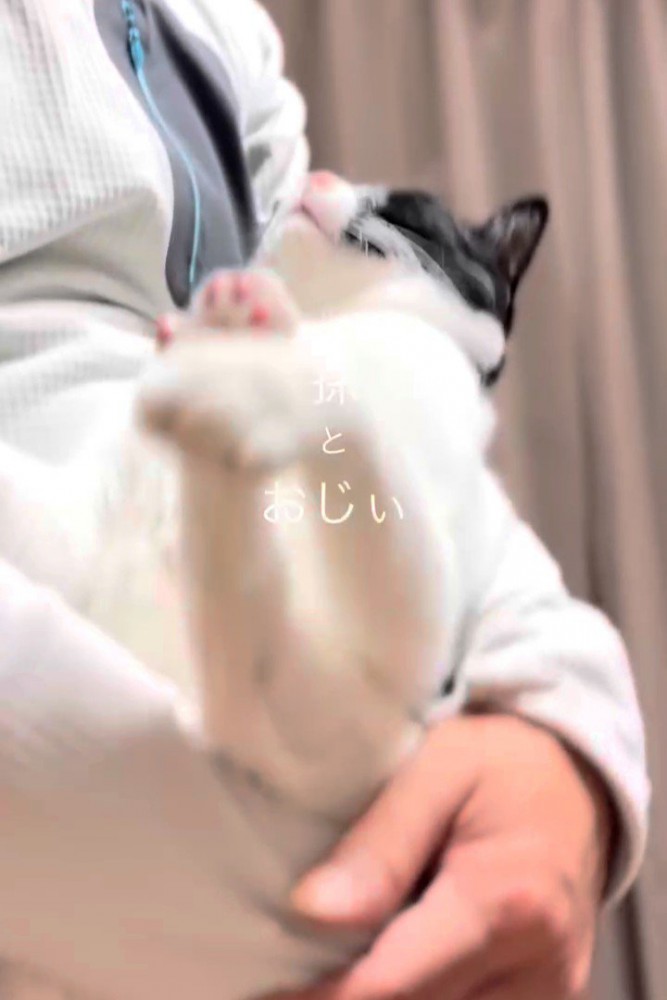 抱っこされ上を向いてる猫