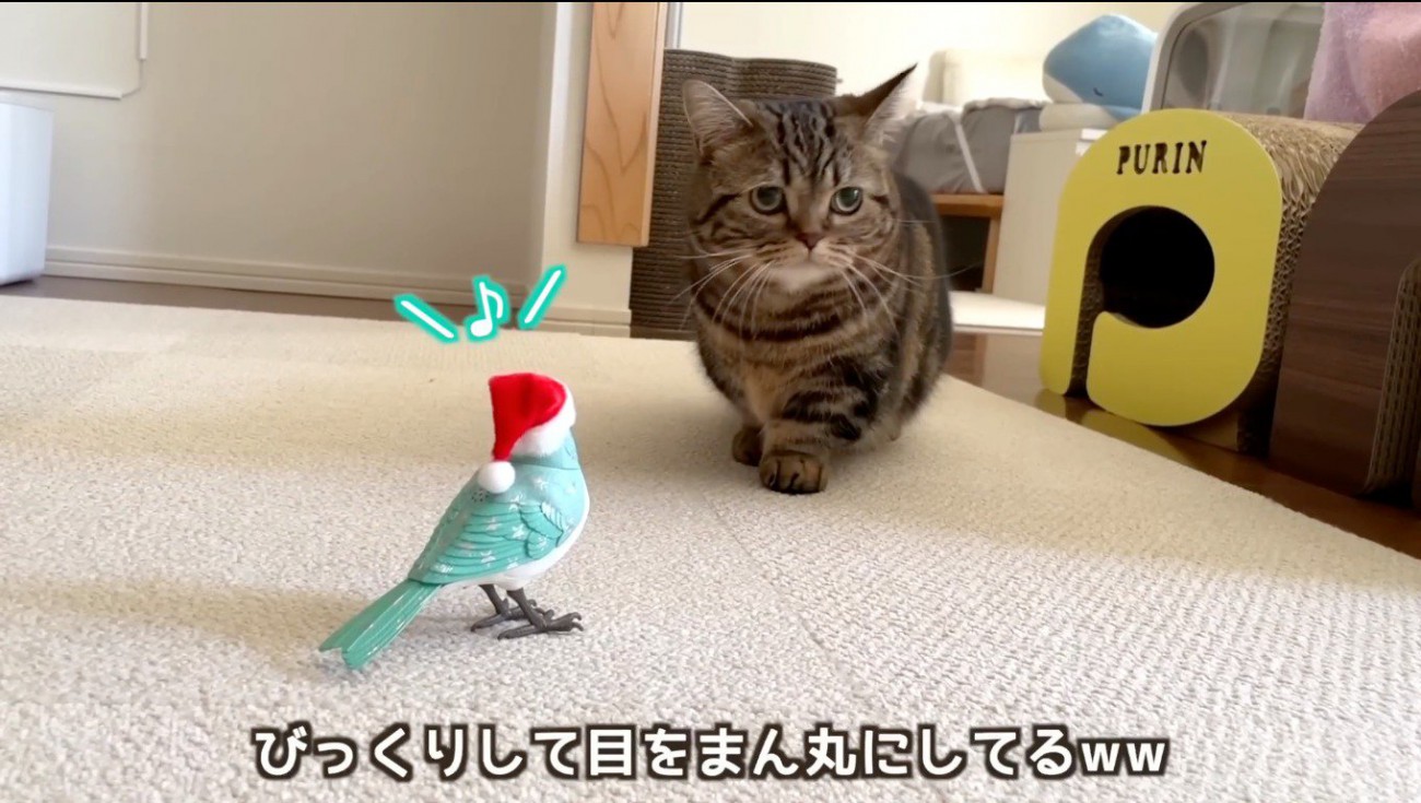 鳥のおもちゃから離れるキジトラ猫
